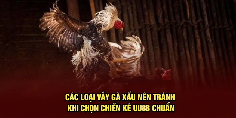 Các Loại Vảy Gà Xấu Nên Tránh Khi Chọn Chiến Kê UU88 Chuẩn