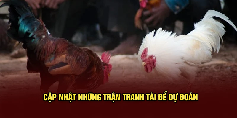 Cập nhật những trận tranh tài để dự đoán
