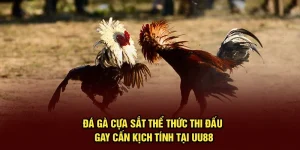 Đá Gà Cựa Sắt | Thể Thức Thi Đấu Gay Cấn, Kịch Tính Tại UU88
