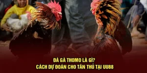 Đá Gà Thomo Là Gì? Cách Dự Đoán Cho Tân Thủ Tại UU88
