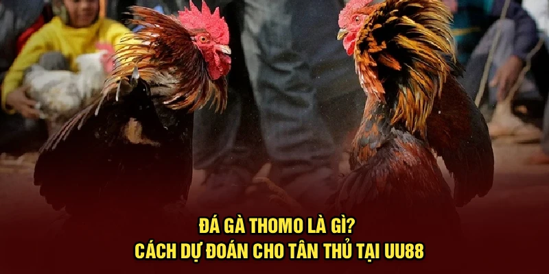 Đá Gà Thomo Là Gì? Cách Dự Đoán Cho Tân Thủ Tại UU88
