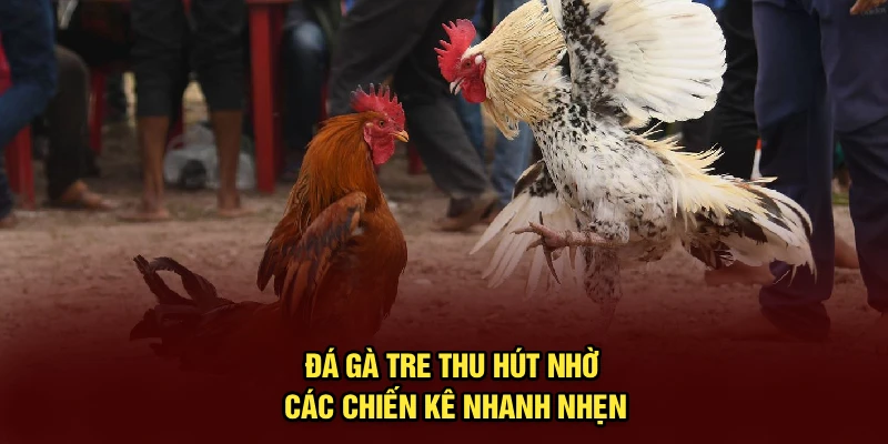 Đá gà tre thu hút nhờ các chiến kê nhanh nhẹn